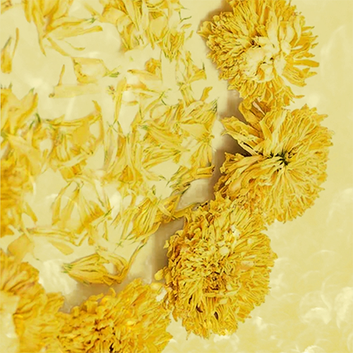 Dry chrysanthemum