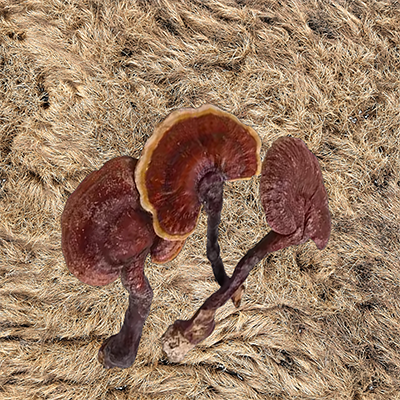 Ganoderma in grass